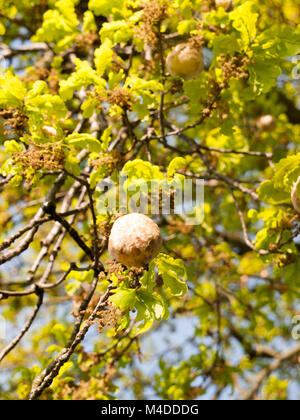 Una Fresca mela rovere che cresce su un albero al di fuori di bellezza Foto Stock