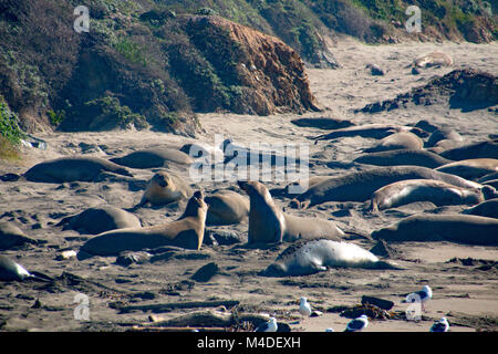 Le guarnizioni di tenuta di elefante recante sulla spiaggia a prendere il sole in USA Foto Stock