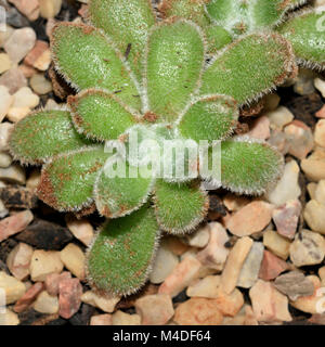 Pianta piccola di la setosa Echeveria sul suolo di incapsulazione con ciottoli. Foto Stock