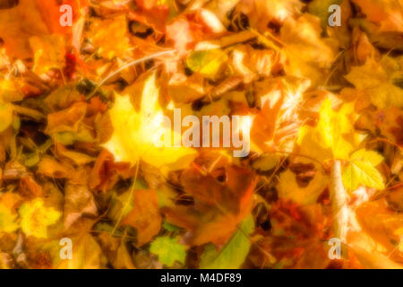 Sfocare lo sfondo di foglie di acero in autunno scenario della foresta Foto Stock