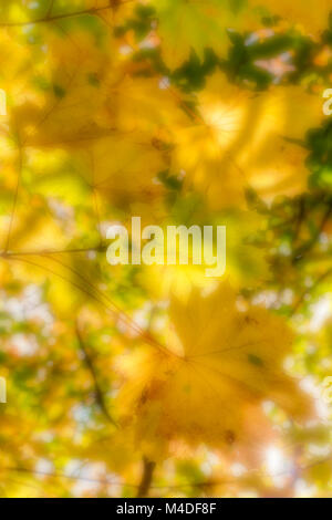 Sfocare lo sfondo di foglie di acero in autunno scenario della foresta Foto Stock