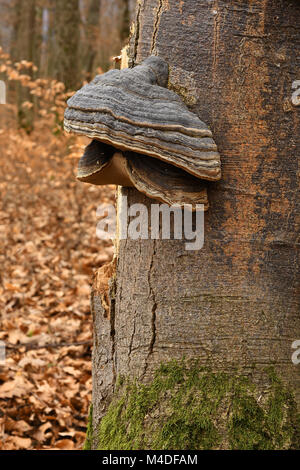 Fungo; funghi; tinder fungo; zoccolo di cavallo fungo; Foto Stock