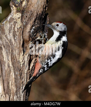 Un picchio; Medio macchie Picchio; Leiopicus medius Foto Stock