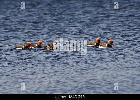 Rosso-crested moriglioni Foto Stock