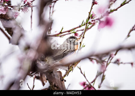 American robin appollaiato sulla fioritura di pesco in neve di primavera Foto Stock