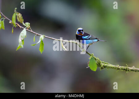 Golden incappucciati tanager seduto su un ramo Foto Stock