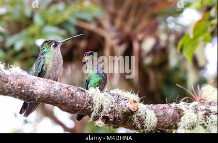 Magnifica hummingbird in Costa Rica Foto Stock