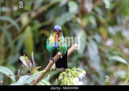 Fiery throated hummingbird in Costa Rica Foto Stock