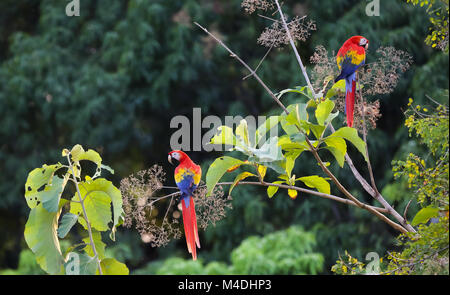 Scarlet Macaws in Costa Rica Foto Stock