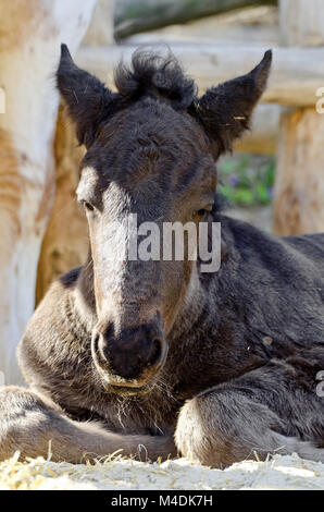 Puledro del cavallo di razza norico Foto Stock