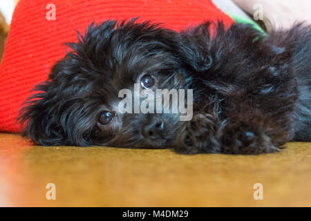 Piccolo cane nero Foto Stock