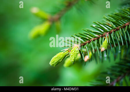 Il ramo di abete rosso con i germogli in primavera, close-up Foto Stock