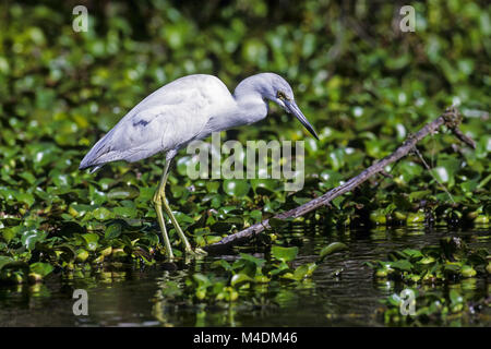 Piccolo airone cenerino capretti bird / Egretta caerulea Foto Stock