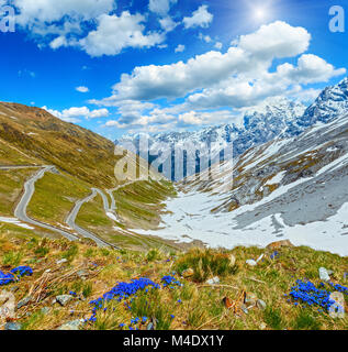 In estate il Passo dello Stelvio (Italia) e fiori di colore blu nella parte anteriore. Foto Stock