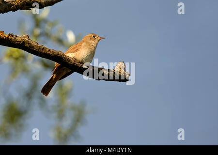 Nightingale su un ramo Foto Stock