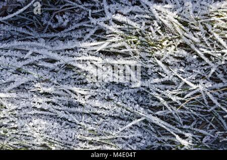 I cristalli di ghiaccio sulle pale di erba Foto Stock