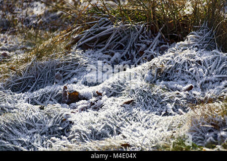 I cristalli di ghiaccio sulle pale di erba Foto Stock