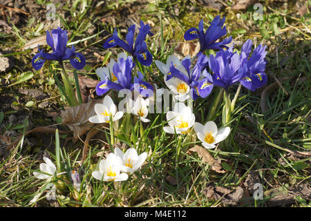 Crocus vernus ssp. albus, Bianco Crocus a molla Foto Stock