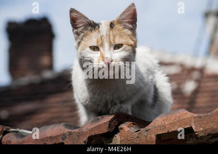 Gatto randagio closeup Foto Stock