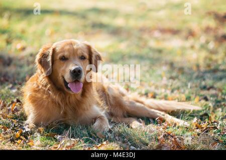 Il golden retriever su park Foto Stock