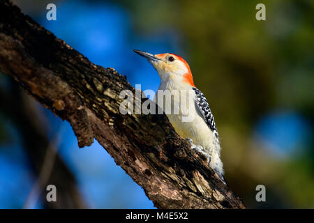 Picchio Red-Bellied - Melanerpes carolinus - arroccato sul ramo con il blu e il verde dello sfondo bokeh di fondo Foto Stock