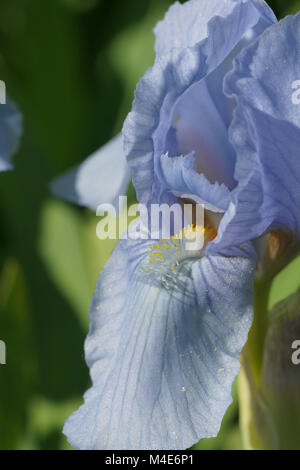Iris barbata-nana blu denim, Iris Nani Foto Stock