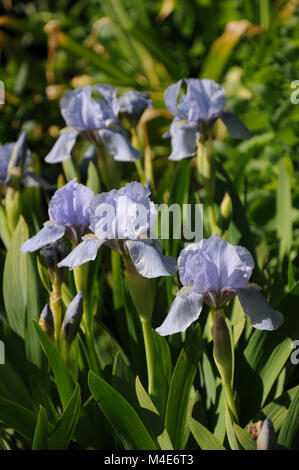 Iris barbata-nana blu denim, Iris Nani Foto Stock