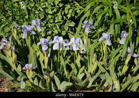 Iris barbata-nana blu denim, Iris Nani Foto Stock