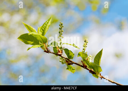 Il ramo di un albero con lusinghe di fioritura Foto Stock