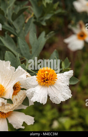 Matilija bianco papavero, Romneya trichocalyx, fiore Foto Stock