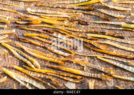 Piccoli germogli di bambù di asciugatura Foto Stock