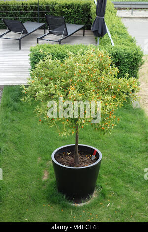 Citrus x fortunella, Calamondin-Orange Foto Stock