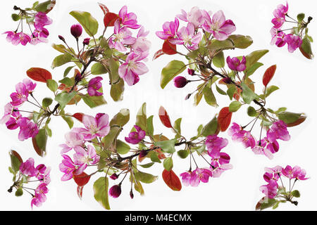 Floral pattern senza giunture - Sfondo a molla Foto Stock