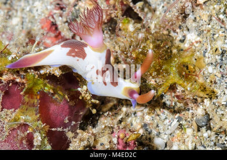 Sea slug o nudibranch, Nembrotha chamberlaini, Lembeh strait, Nord Sulawesi, Indonesia, il Pacifico Foto Stock