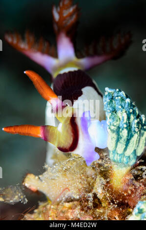 Sea slug o nudibranch alimentazione su un ascidian, Nembrotha chamberlaini, Lembeh strait, Nord Sulawesi, Indonesia, il Pacifico Foto Stock