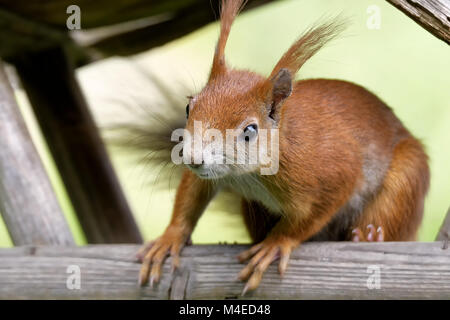 Scoiattolo rosso nella casa degli uccelli Foto Stock