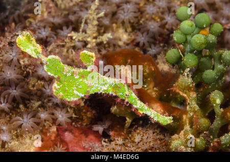 Halimeda ghost pipefish, Solenostomus halimeda, Lembeh strait, Nord Sulawesi, Indonesia Foto Stock