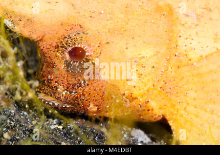 Spinosa, waspfish Ablabys macracanthus, Lembeh strait, Nord Sulawesi, Indonesia, il Pacifico Foto Stock