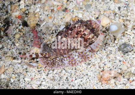 Articolare Arpa lumaca, harpa articularis, Lembeh strait, Nord Sulawesi, Indonesia, il Pacifico Foto Stock