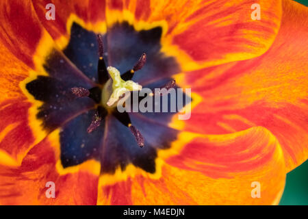 Rosso, giallo e arancione tulip testa Foto Stock