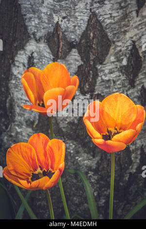 Tre rosso e arancio i tulipani Foto Stock