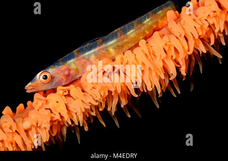 Grande frusta ghiozzo, Bryaninops amplus, Lembeh strait, Nord Sulawesi, Indonesia, il Pacifico Foto Stock