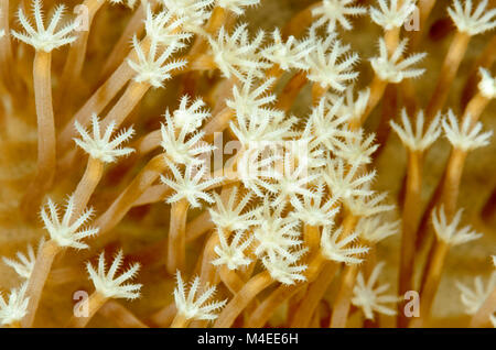 Corallo di cuoio, Sarcophyton glaucum, Lembeh strait, Nord Sulawesi, Indonesia, il Pacifico Foto Stock