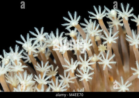 Corallo di cuoio, Sarcophyton glaucum, Lembeh strait, Nord Sulawesi, Indonesia, il Pacifico Foto Stock
