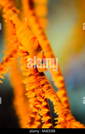 Dragon gamberetti, Miropandalus hardingi , Lembeh strait, Nord Sulawesi, Indonesia, il Pacifico Foto Stock