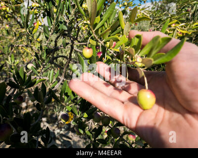 L'uomo raccogliere le olive dalla struttura ad albero sulla giornata di sole Foto Stock