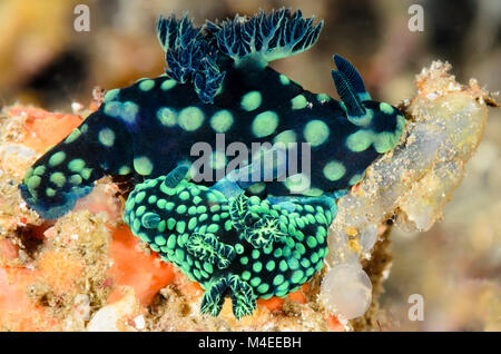 L'accoppiamento nudibranchi o nudibranchi, Nembrotha cristata, Lembeh strait, Nord Sulawesi, Indonesia, il Pacifico Foto Stock