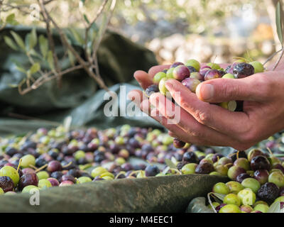 Molte le olive in mano agli agricoltori close up Foto Stock