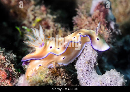 Sea slug o nudibranch, Hypselodoris tryoni, con copepods parassita, Lembeh strait, Nord Sulawesi, Indonesia, il Pacifico Foto Stock