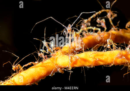 Lo scheletro di gamberetti, Caprella sp., Lembeh strait, Nord Sulawesi, Indonesia, il Pacifico Foto Stock